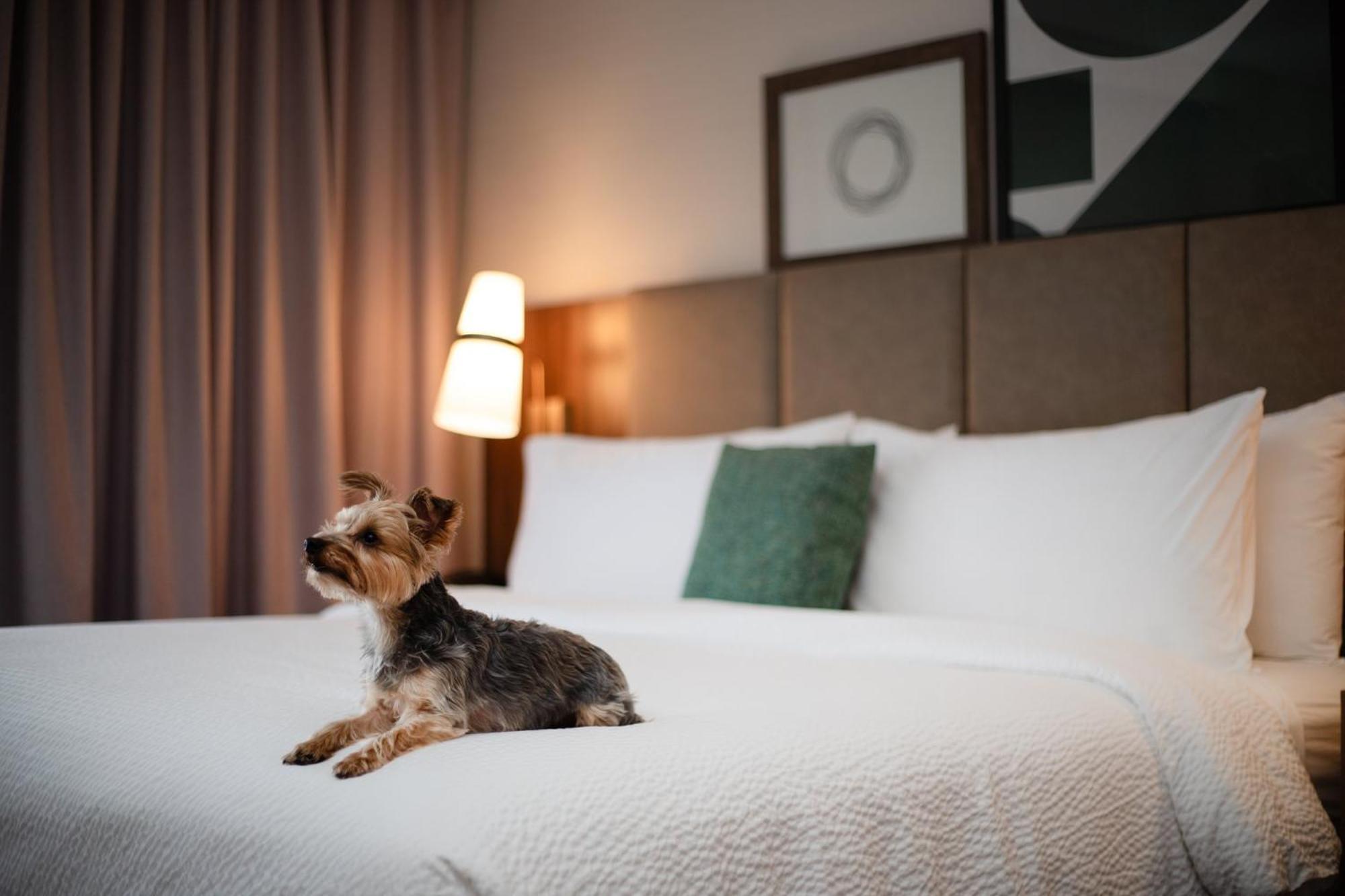 Staybridge Suites Chicago O'Hare - Rosemont By Ihg Exteriér fotografie